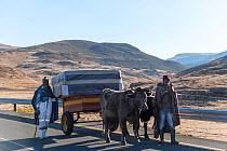 Transporting a mattress on oxen drawn cart, newly paved road, Lesotho, August 2017,