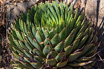 Spiral aloe, (Aloe polyphilla), Lesotho. August.