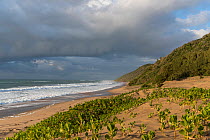Dunes with Ink / Beach berry (Scaevola plumieri)  Cape Vidal, iSimangaliso Wetland Park UNESCO World Heritage Site, and RAMSAR Wetland. KwaZulu Natal, South Africa.