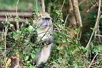 Samango monkey (Cercopithecus mitis erythrarchus)  Cape Vidal, Isimangaliso Wetland Park UNESCO World Heritage Site, and RAMSAR Wetland. KwaZulu Natal, South Africa.