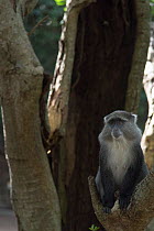 Samango Monkey (Cercopithecus mitis erythrarchus) Cape Vidal, Isimangaliso Wetland Park UNESCO World Heritage Site, and RAMSAR Wetland. KwaZulu Natal, South Africa,