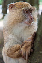 Samango Monkey (Cercopithecus mitis erythrarchus) albino, Cape Vidal, iSimangaliso Wetland Park UNESCO World Heritage Site, and RAMSAR Wetland. KwaZulu Natal, South Africa.