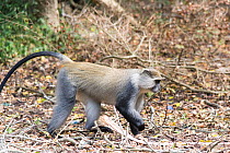 Samango Monkey (Cercopithecus mitis erythrarchus). Cape Vidal, iSimangaliso Wetland Park UNESCO World Heritage Site, and RAMSAR Wetland. KwaZulu Natal, South Africa,