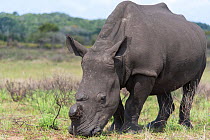White rhinoceros (Ceratotherium simum) which has had its horn removed,  Isimangaliso Wetland Park, KwaZulu Natal, South Africa, August. They are dehorned to prevent poaching.