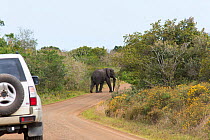 Elephant (Loxodonta africana) standing in the road of the Western Shore. iSimangaliso Wetland Park UNESCO World Heritage Site, and RAMSAR Wetland. South Africa, August 2017. Cropped.
