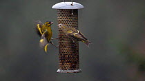 Slow motion clip of two Siskins (Carduelis spinus) fighting on a bird feeder, Carmarthenshire, Wales, UK, February.