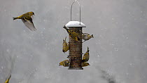 Slow motion clip of a flock of Siskins (Carduelis spinus) feeding and squabbling on a bird feeder in falling snow, Carmarthenshire, Wales, UK, February.