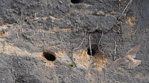 Slow motion clip of a Sand martin (Riparia riparia) flying to nest hole and starting to dig before mate arrives to protect entrance, Carmarthenshire, Wales, UK, April.