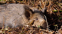 Wild boar (Sus scrofa) resting, with a Robin (Erithacus rubecula) flying past, Forest of Dean, Gloucestershire, England, UK, Janury.