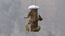 Flock of Siskins (Carduelis spinus) feeding and squabbling on a seed feeder in falling snow, Carmarthenshire, Wales, UK, February.