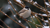 Willow tit (Poecile montanus) perched in a  snow covered tree, Carmarthenshire, Wales, UK, February.