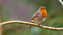 Robin (Erithacus rubecula) singing, Carmarthenshire, Wales, UK, February.