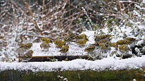 Flock of Siskins (Carduelis spinus) feeding on a bird table in falling snow, Carmarthenshire, Wales, UK, February.