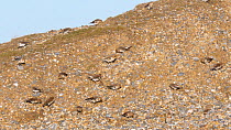 Flock of Snow buntings (Plectrophenax nivalis) feeding on a shingle ridge, Norfolk, England, UK, February.