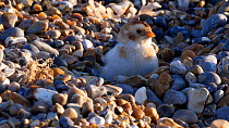 Close-up of a Snow bunting (Plectrophenax nivalis) sheltering amongst stones on a shingle beach, Norfolk, England, UK, February.