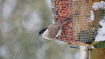 Willow tit (Poecile montanus) feeding from a peanut feeder, Carmarthenshire, Wales, UK, March.