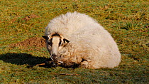 Welsh mountain sheep giving birth to a lamb, Carmarthenshire, Wales, UK, March.