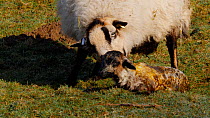 Welsh Mountain sheep  cleaning lamb, Carmarthenshire, Wales, UK, March.
