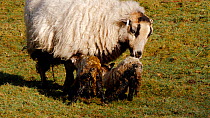 Two Welsh mountain sheep lambs attempting to stand, with mother nearby cleaning them, Carmarthenshire, Wales, UK, March.