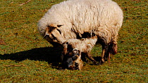 Welsh mountain sheep cleaning afterbirth from twin lambs, Carmarthenshire, Wales, UK, March.