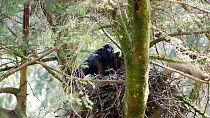 Male Common raven (Corus corax)  feeding young in nest, Carmarthenshire, Wales, UK, April.