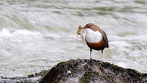 Dipper (Cinclus cinclus) perching on a boulder with beakful of nesting material, Ceredigion, Wales, UK, April.