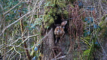 Slow motion clip of a Tawny owl (Strix aluco) leaving nest site in hollow tree, Carmarthenshire, Wales, UK, April.