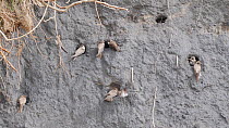 Pairs of Sand martins (Riparia riparia) at entrances to nest holes in bank of coal waste, Carmarthenshire, Wales, UK, April.