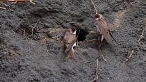 Pair of Sand martins (Riparia riparia) at nest hole in bank of coal waste, with another trying to land at the same hole, Carmarthenshire, Wales, UK, April.
