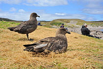 Brown skua (Catharacta skua) sitting above a Hookers Sealion colony with tourists looking on.  Enderby Island.  Auckland Islands. Subantarctic New Zealand.