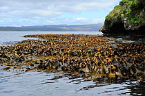 Southern bull kelp (Durvillaea sp) home to the Aukland Island Teal (Anas aucklandica) Enderby Island.  Auckland Islands. Subantarctic New Zealand.