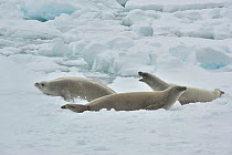 Weddell seal (Leptonychotes weddellii) resting on ice edge.  Commonwealth Bay.  East Antarctica.