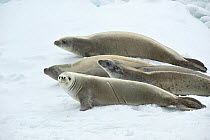 Weddell seal (Leptonychotes weddellii) resting on ice edge.  Commonwealth Bay.  East Antarctica.