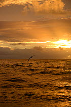 Southern royal albatross (Diomedea epomophora) in flight at sunset  Southern Ocean south of Campbell Island.  Subantarctic New Zealand.