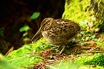 New Zealand snipe (Coenocorypha aucklandica) this is the Campbell Island race which is endemic to Campbell and Jacquemart Islands where it lives in damp mossy forests.  Subantarctic New Zealand.