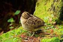 New Zealand Snipe (Coenocorypha aucklandica) this is the Campbell Island race which is endemic to Campbell and Jacquemart Islands where it lives in damp mossy forests.  Subantarctic New Zealand.