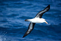 Campbell albatross (Diomedea melanophrys impavida) over sea  south of Campbell Islands.  Subantarctic New Zealand.