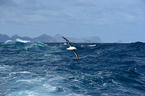 Campbell albatross (Diomedea melanophrys impavida) over sea  south of Campbell Islands.  Subantarctic New Zealand.