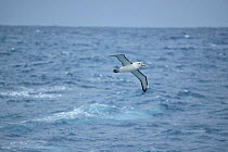White Cpped albatross (Diomedea cauta steadi) over sea approaching the Auckland Islands. Subantarctic New Zealand.