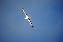 Bullers albatross (Diomedea bulleri) soaring around the Snares Islands their main breeding site.  New Zealand.