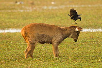 Sambar deer (Rusa unicolor) fawn in marsh with House crow, (Corvus splendens) trying to land on head, Keoladeo National Park, Utter Pradesh, India