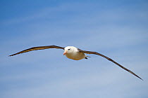 Black-browed albatross (Thalassarche melanophris) flying, at rookery, New Island North, Falkland Islands, South Atlantic