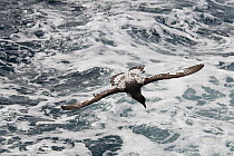 Cape petrel (Daption capense) in flight between the Falkland Islands and South Georgia, South Atlantic Ocean