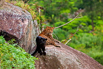 Leopard (Panthera pardus) spotted male with melanistic female resting on rocks,  Tamil Nadu, Western Ghats,  India.