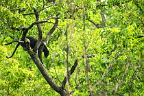 Melanistic Leopard / Black panther (Panthera pardus) male  in tree, Nagarahole National Park, Nilgiri Biosphere Reserve, Karnataka,  India.