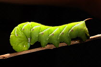 Tobacco hornworm caterpillar (Manduca sexta) Cuba.