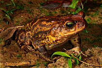 Western giant toad (Peltophryne fustiger) portrait, Cuba. Endemic.