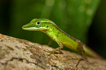 Yateras anole lizard (Anolis cyanopleurus) Monte Verde, Guantnamo Province, Cuba. Endemic.