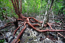 Gumbo Limbo tree (Bursera simaruba) growing on karst substrate, Cienaga de Zapata, UNESCO Biospehere Reserve, Cuba.