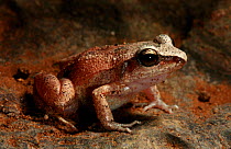 Cuba groin-spot frog (Eleutherodactylus atkinsi) Cuba, Endemic.